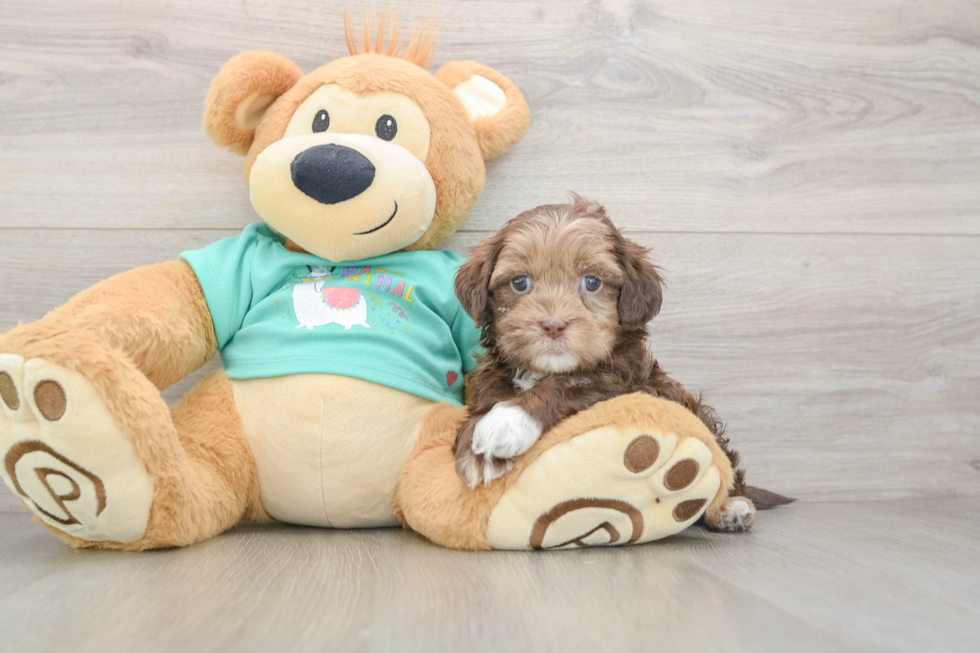 Adorable Shih Poo Poodle Mix Puppy