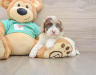 7 week old Shih Poo Puppy For Sale - Seaside Pups