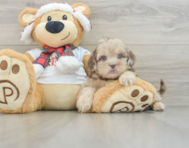 6 week old Shih Poo Puppy For Sale - Seaside Pups