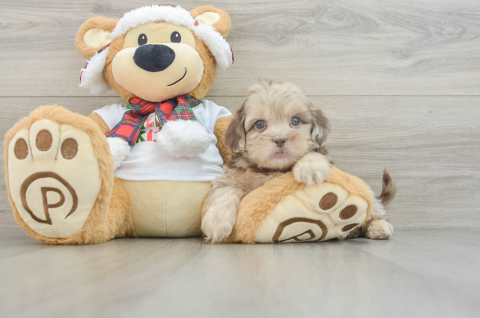 6 week old Shih Poo Puppy For Sale - Seaside Pups