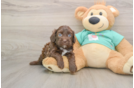 Best Shih Poo Baby