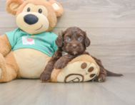 7 week old Shih Poo Puppy For Sale - Seaside Pups