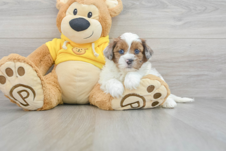 Popular Shih Poo Poodle Mix Pup