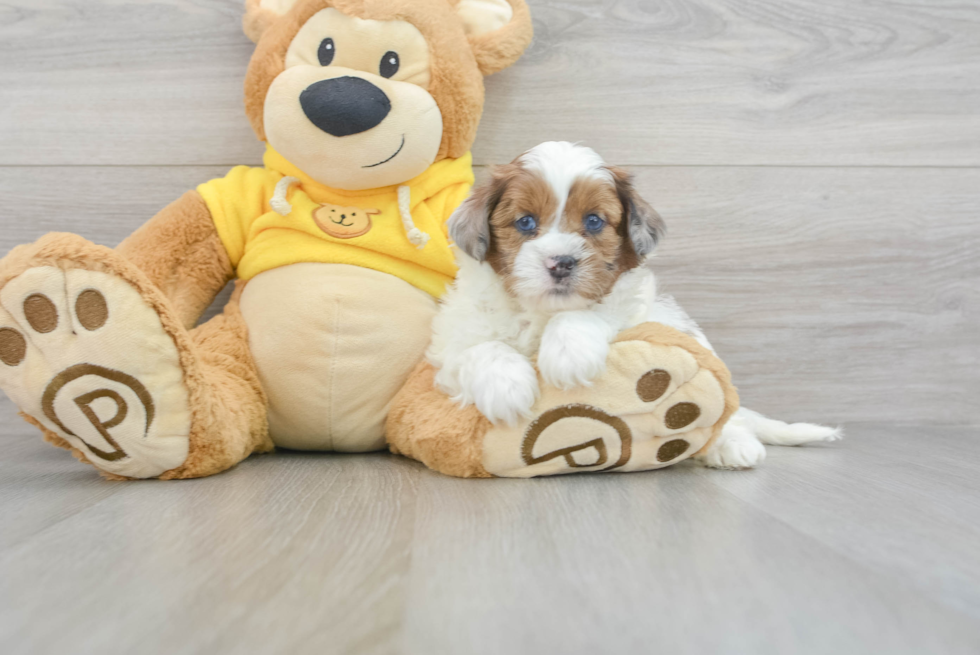 Popular Shih Poo Poodle Mix Pup
