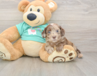 8 week old Shih Poo Puppy For Sale - Seaside Pups