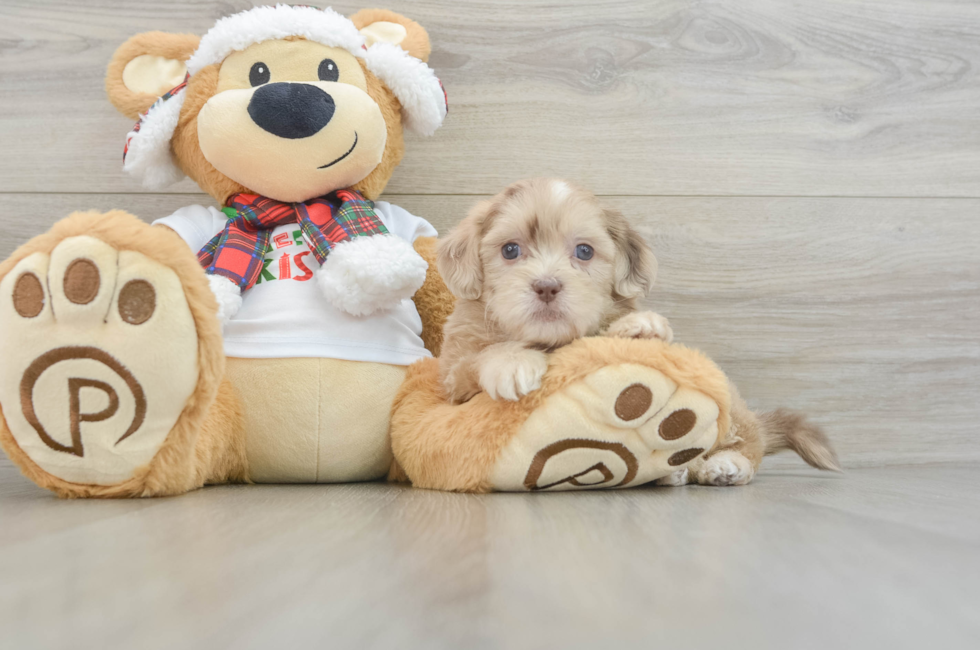 6 week old Shih Poo Puppy For Sale - Seaside Pups