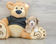 6 week old Shih Poo Puppy For Sale - Seaside Pups