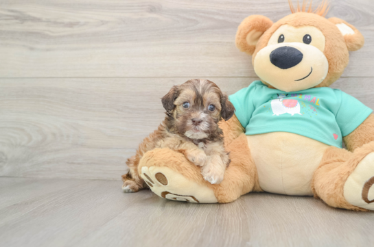 Shih Poo Pup Being Cute