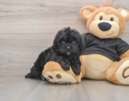 5 week old Shih Poo Puppy For Sale - Seaside Pups