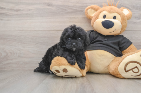 Hypoallergenic Shih Poo Poodle Mix Puppy