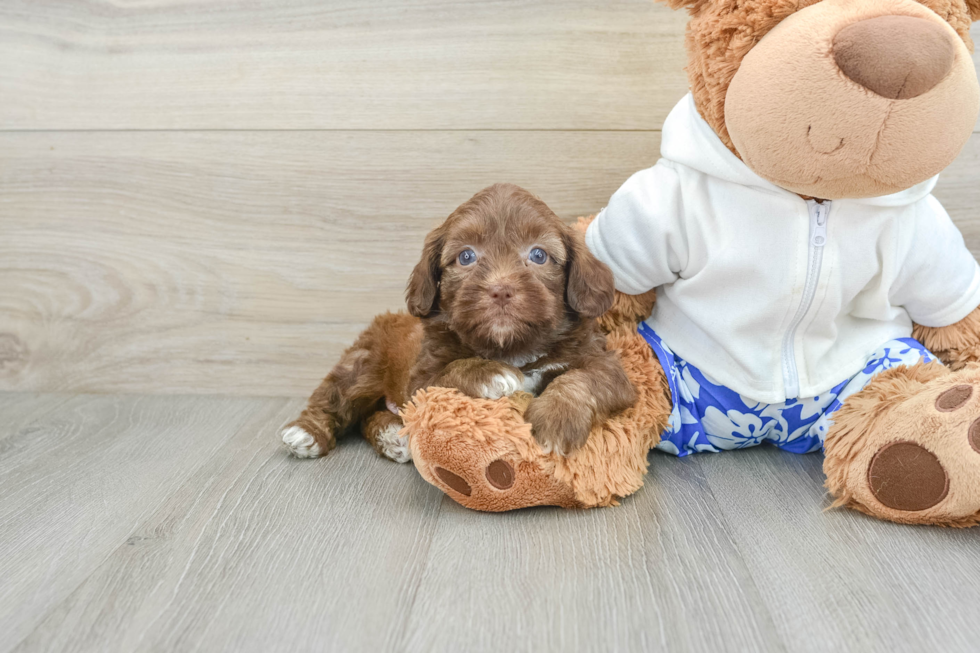 Cute Shih Poo Baby