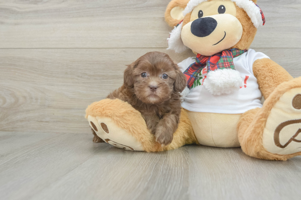 6 week old Shih Poo Puppy For Sale - Seaside Pups