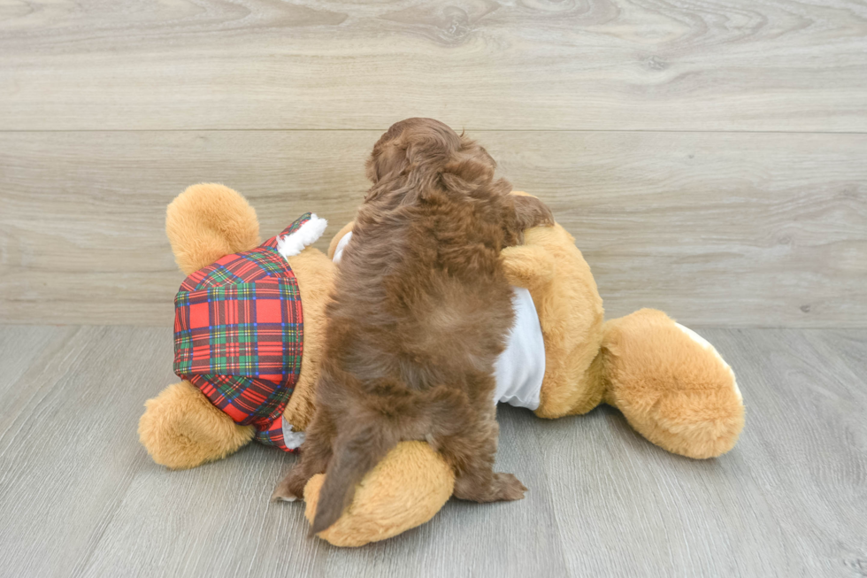 Shih Poo Puppy for Adoption