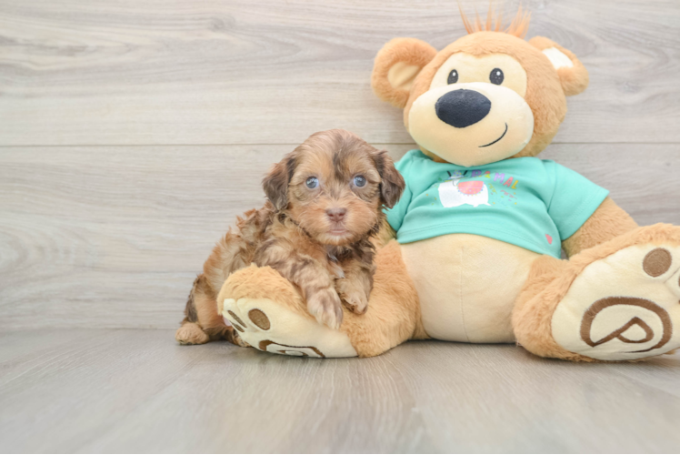 Smart Shih Poo Poodle Mix Pup