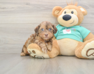 7 week old Shih Poo Puppy For Sale - Seaside Pups