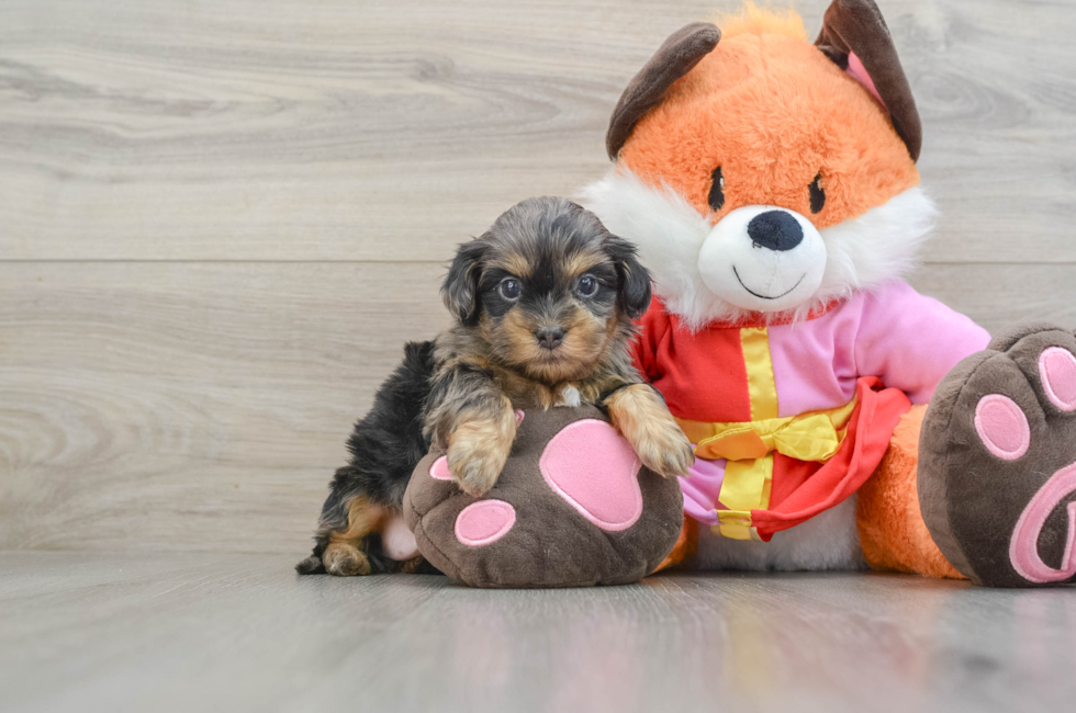 5 week old Shih Poo Puppy For Sale - Seaside Pups