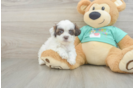 Shih Poo Pup Being Cute