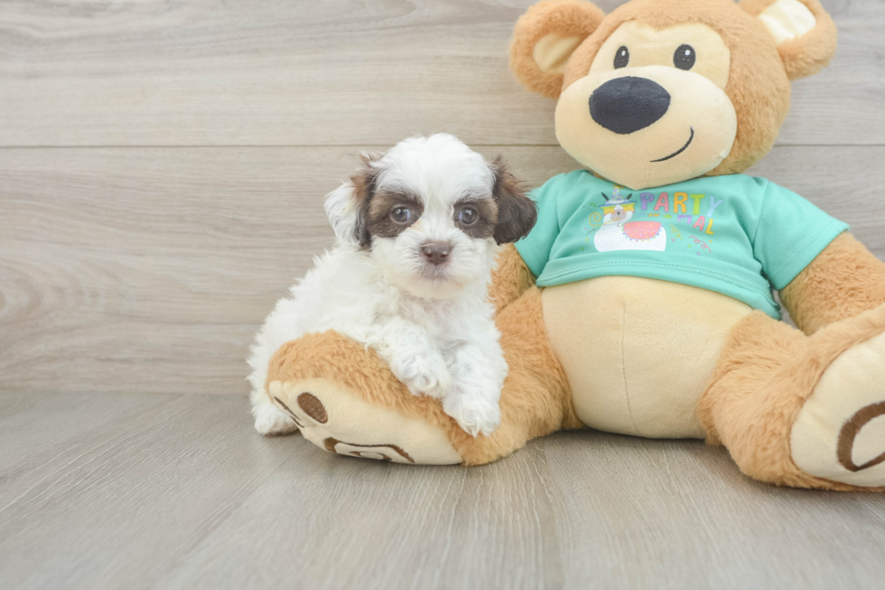 Shih Poo Pup Being Cute