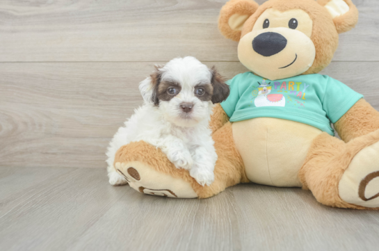 Shih Poo Pup Being Cute