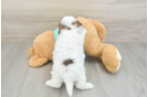 Popular Shih Poo Poodle Mix Pup