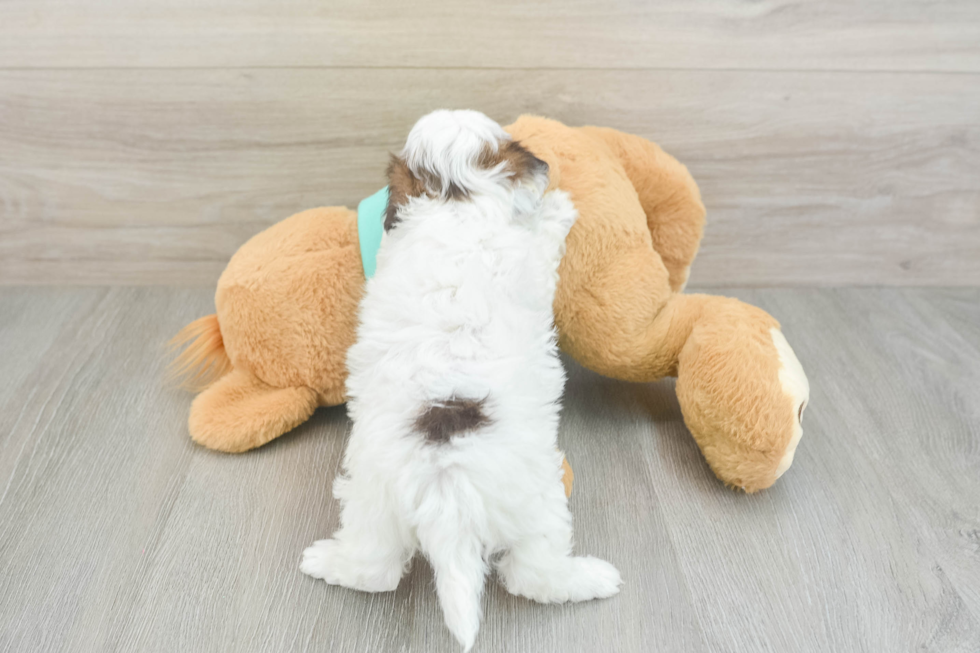 Popular Shih Poo Poodle Mix Pup