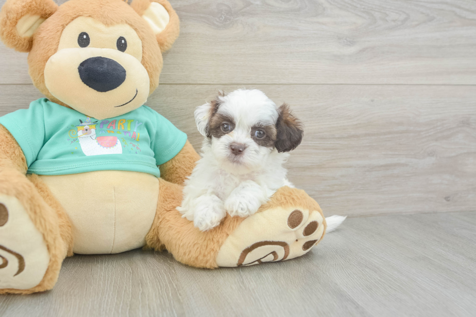 Happy Shih Poo Baby