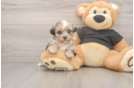 Happy Shih Poo Baby