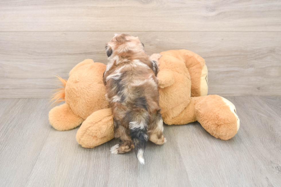 Popular Shih Poo Poodle Mix Pup