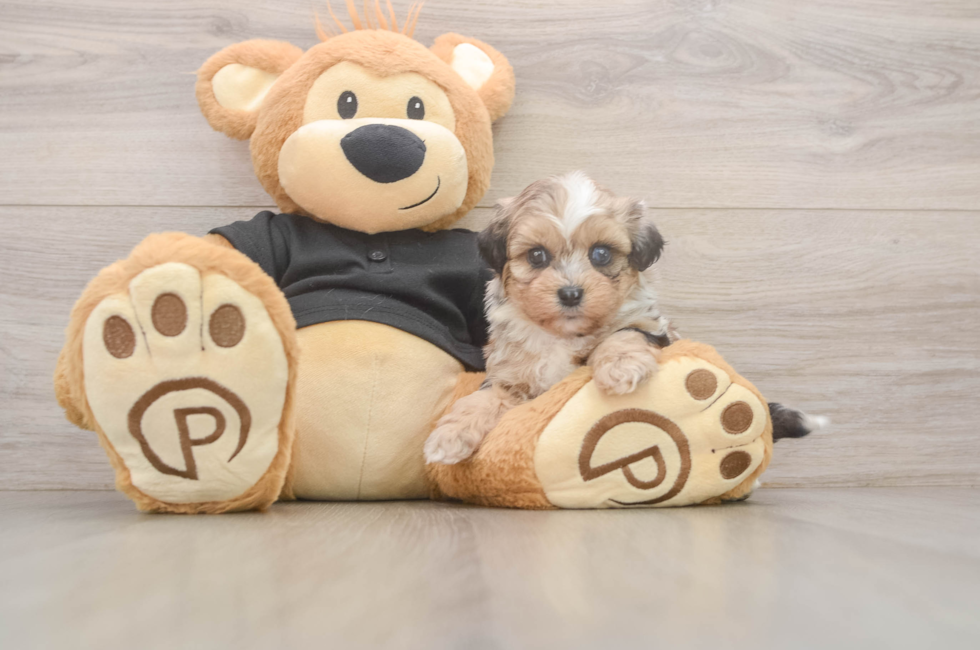 5 week old Shih Poo Puppy For Sale - Seaside Pups
