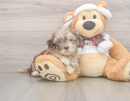6 week old Shih Poo Puppy For Sale - Seaside Pups