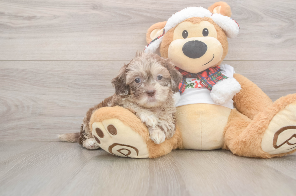 5 week old Shih Poo Puppy For Sale - Seaside Pups