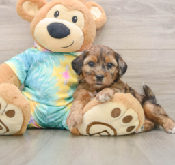 5 week old Shih Poo Puppy For Sale - Seaside Pups