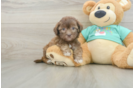 Petite Shih Poo Poodle Mix Pup