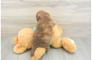 Best Shih Poo Baby