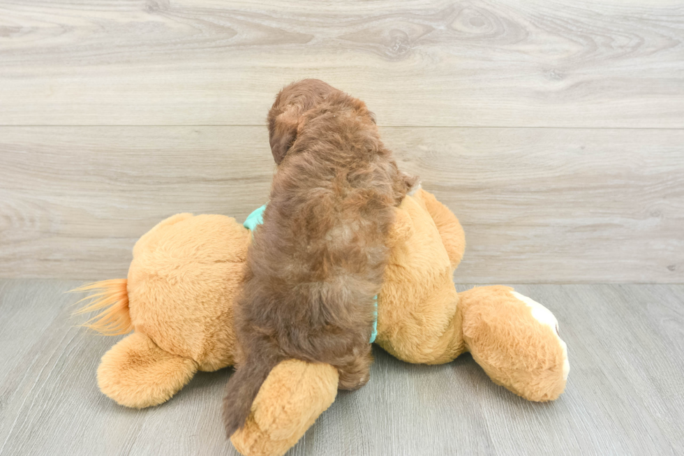 Best Shih Poo Baby