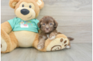 Energetic Shih Poo Poodle Mix Puppy