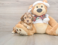 6 week old Shih Poo Puppy For Sale - Seaside Pups