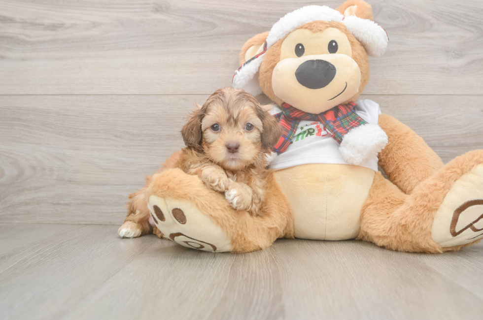 5 week old Shih Poo Puppy For Sale - Seaside Pups