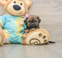 5 week old Shih Poo Puppy For Sale - Seaside Pups
