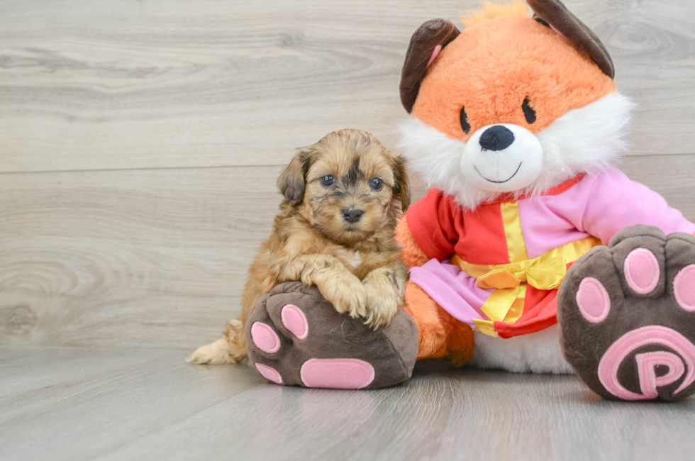 5 week old Shih Poo Puppy For Sale - Seaside Pups