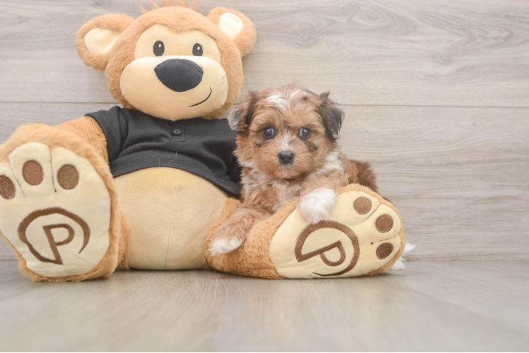 Shih Poo Puppy for Adoption