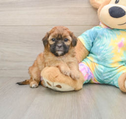5 week old Shih Poo Puppy For Sale - Seaside Pups