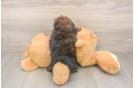 Shih Poo Puppy for Adoption