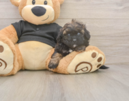 6 week old Shih Poo Puppy For Sale - Seaside Pups