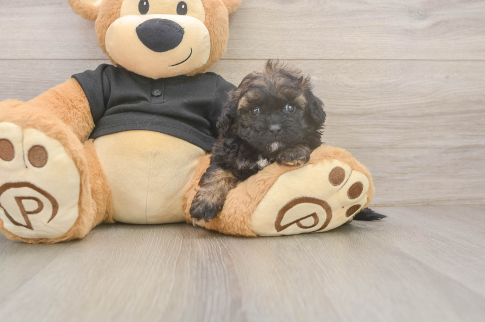 5 week old Shih Poo Puppy For Sale - Seaside Pups