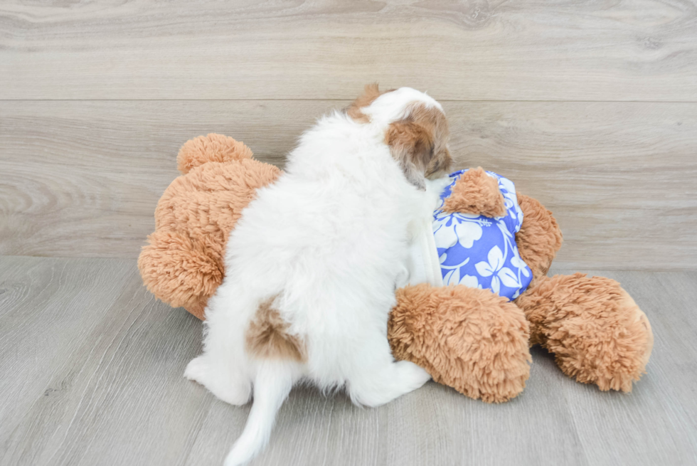 Shih Poo Pup Being Cute