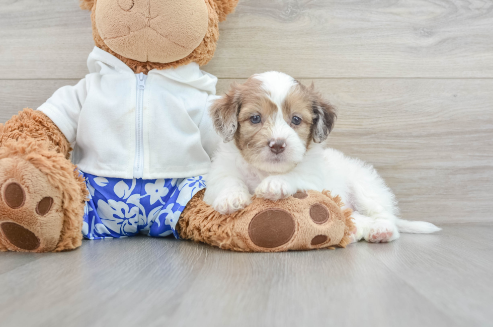 8 week old Shih Poo Puppy For Sale - Seaside Pups