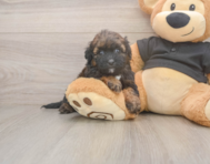 6 week old Shih Poo Puppy For Sale - Seaside Pups