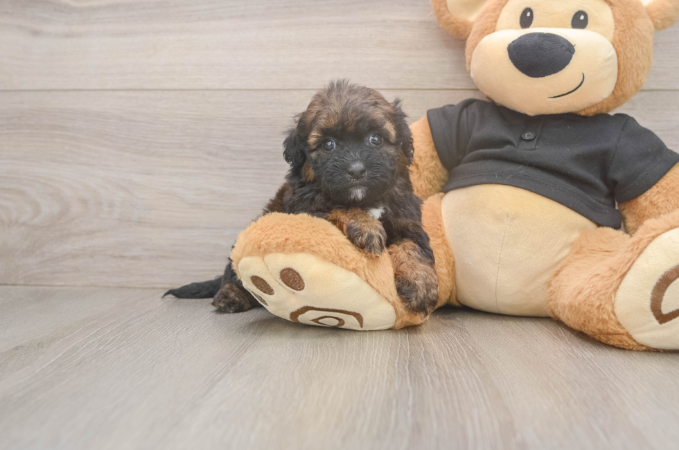 5 week old Shih Poo Puppy For Sale - Seaside Pups