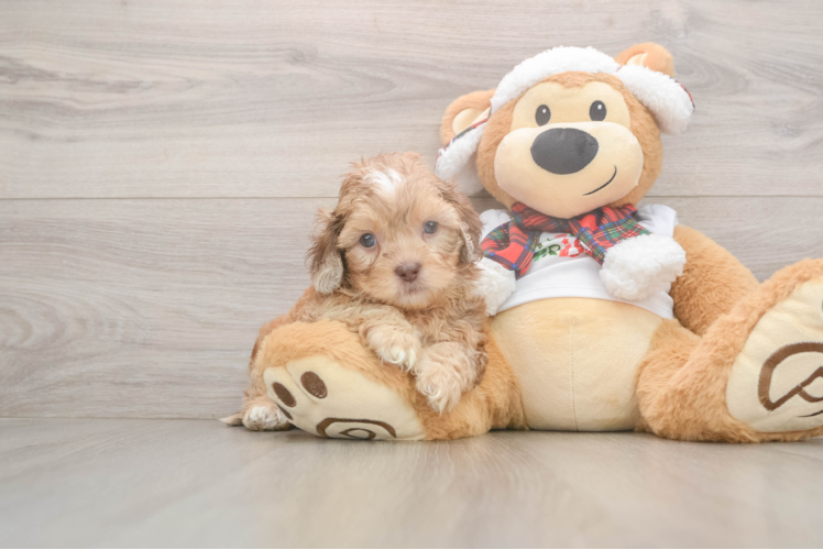 Shih Poo Puppy for Adoption